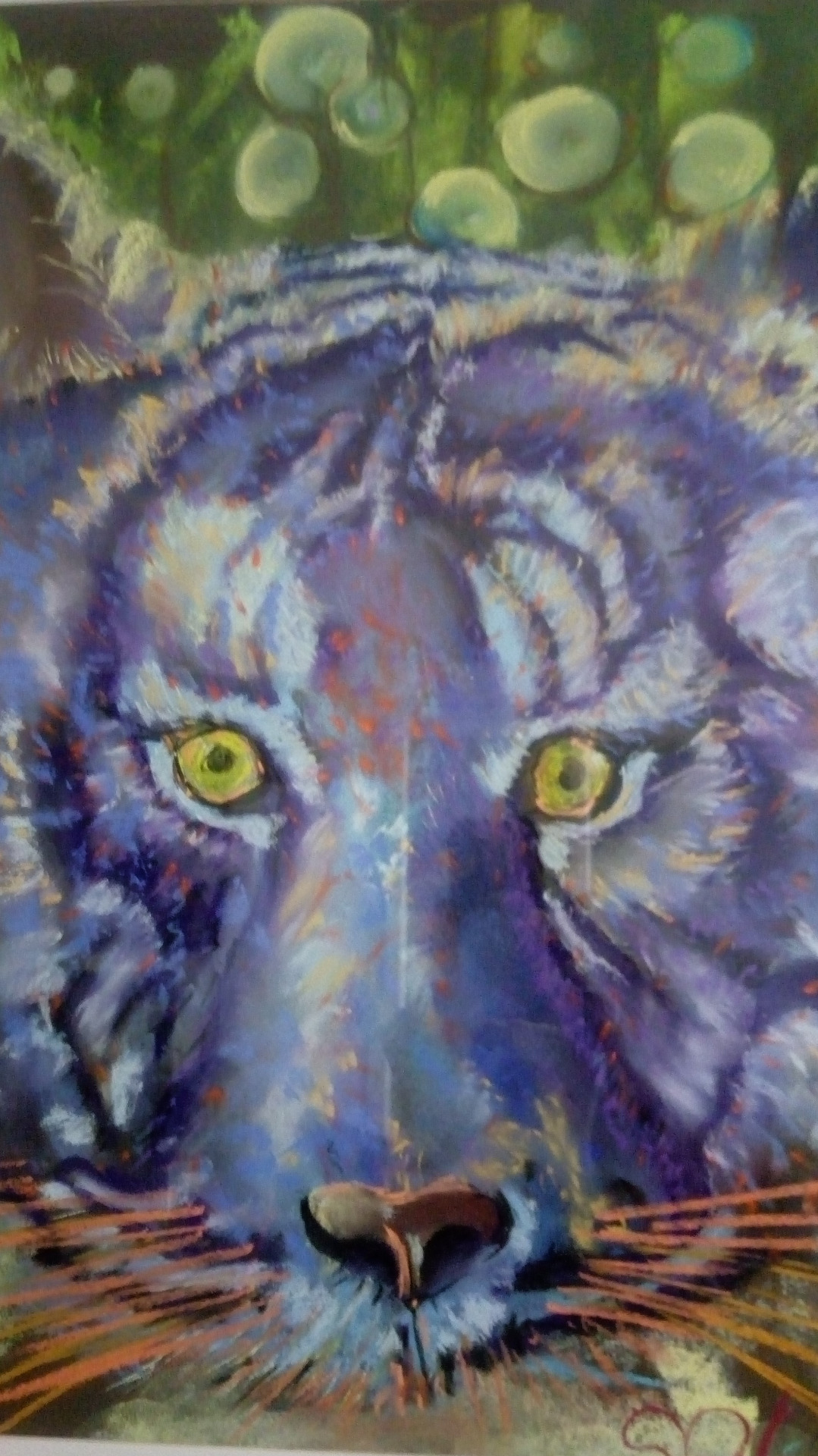 blue tiger 50/70 400euros